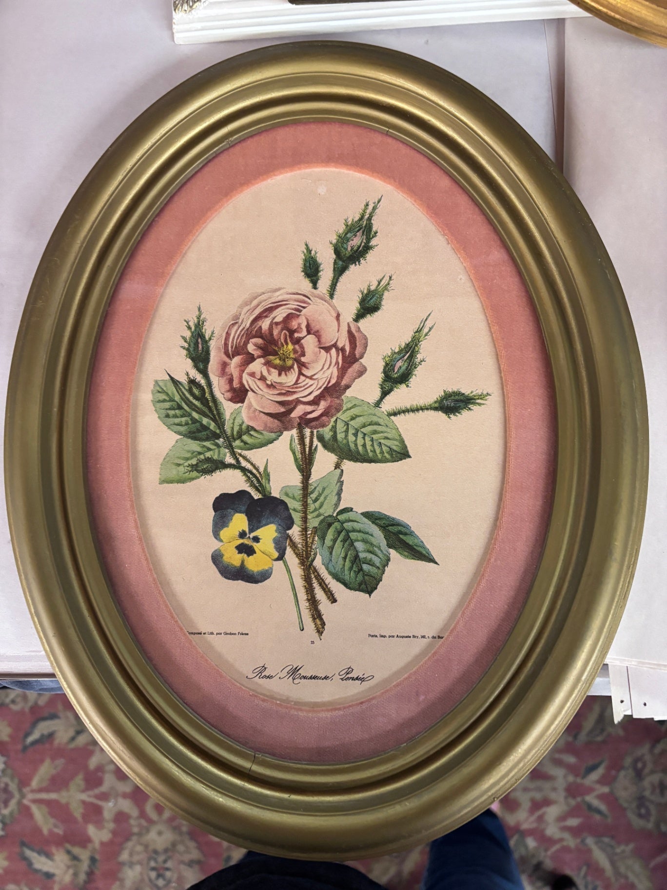 Vintage Framed French Botanical Print – Rose Mousseuse Ponctuée Floral Lithograph in Oval Brass-Tone Frame