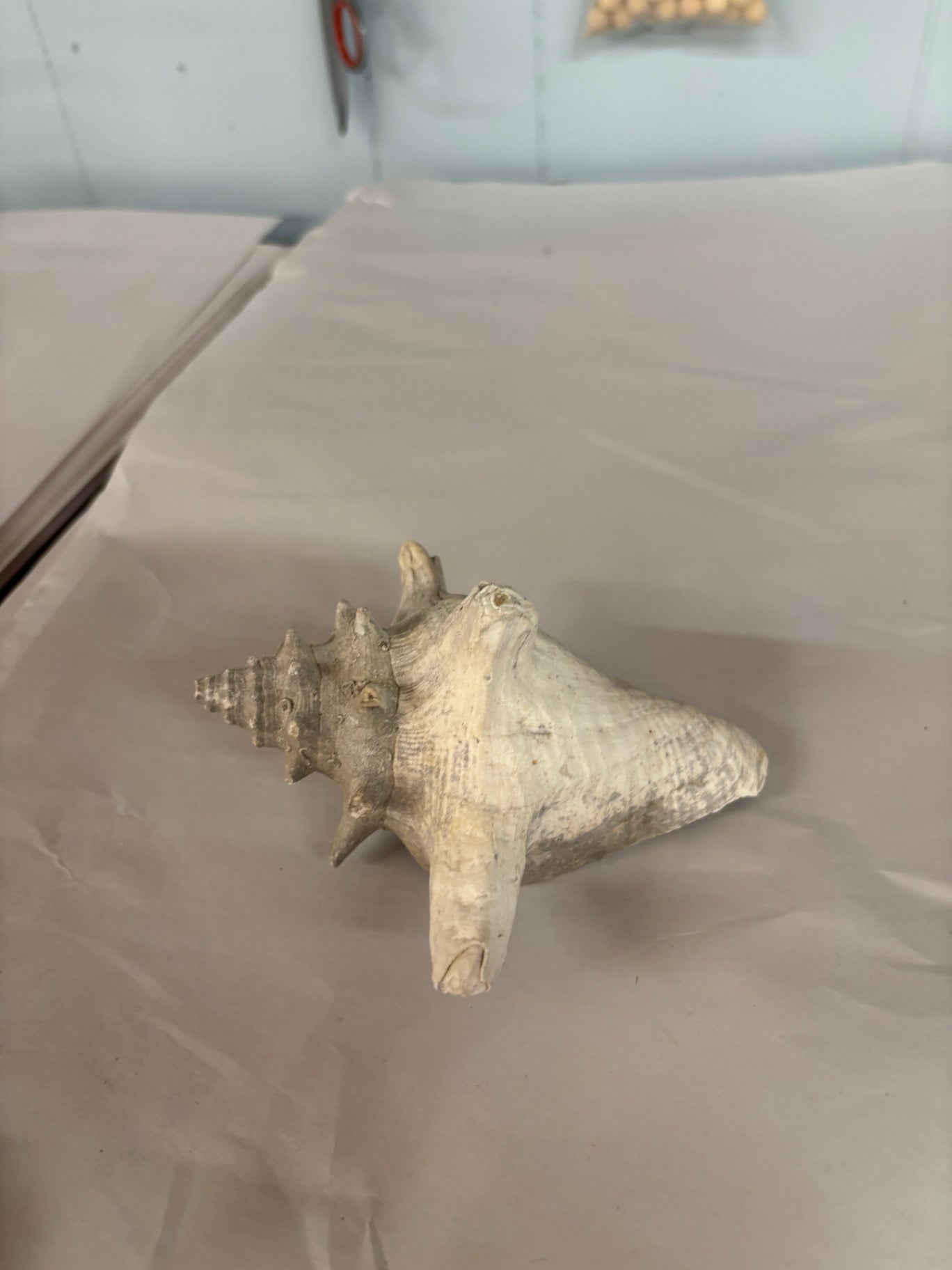 Conch Shell