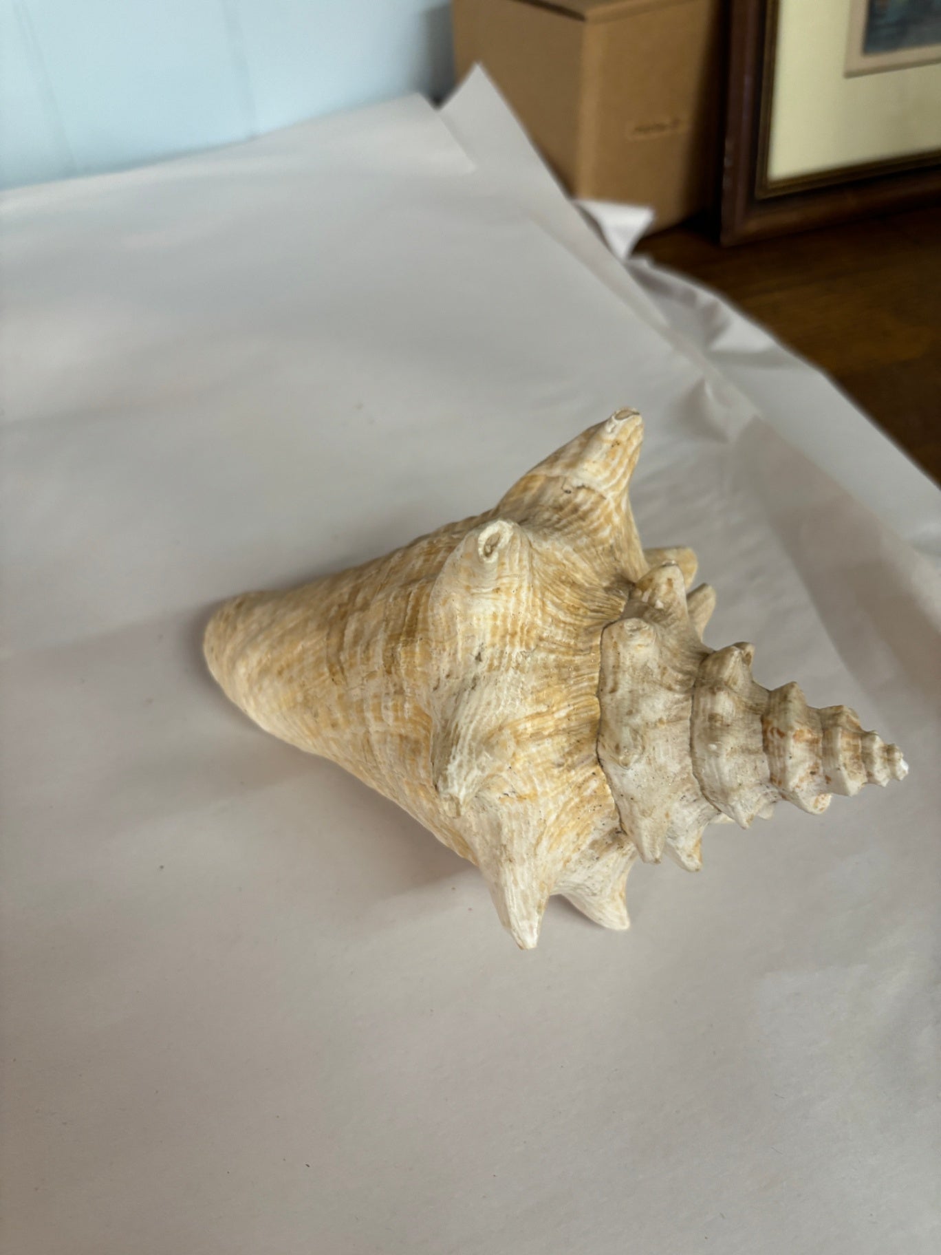 Conch Shell