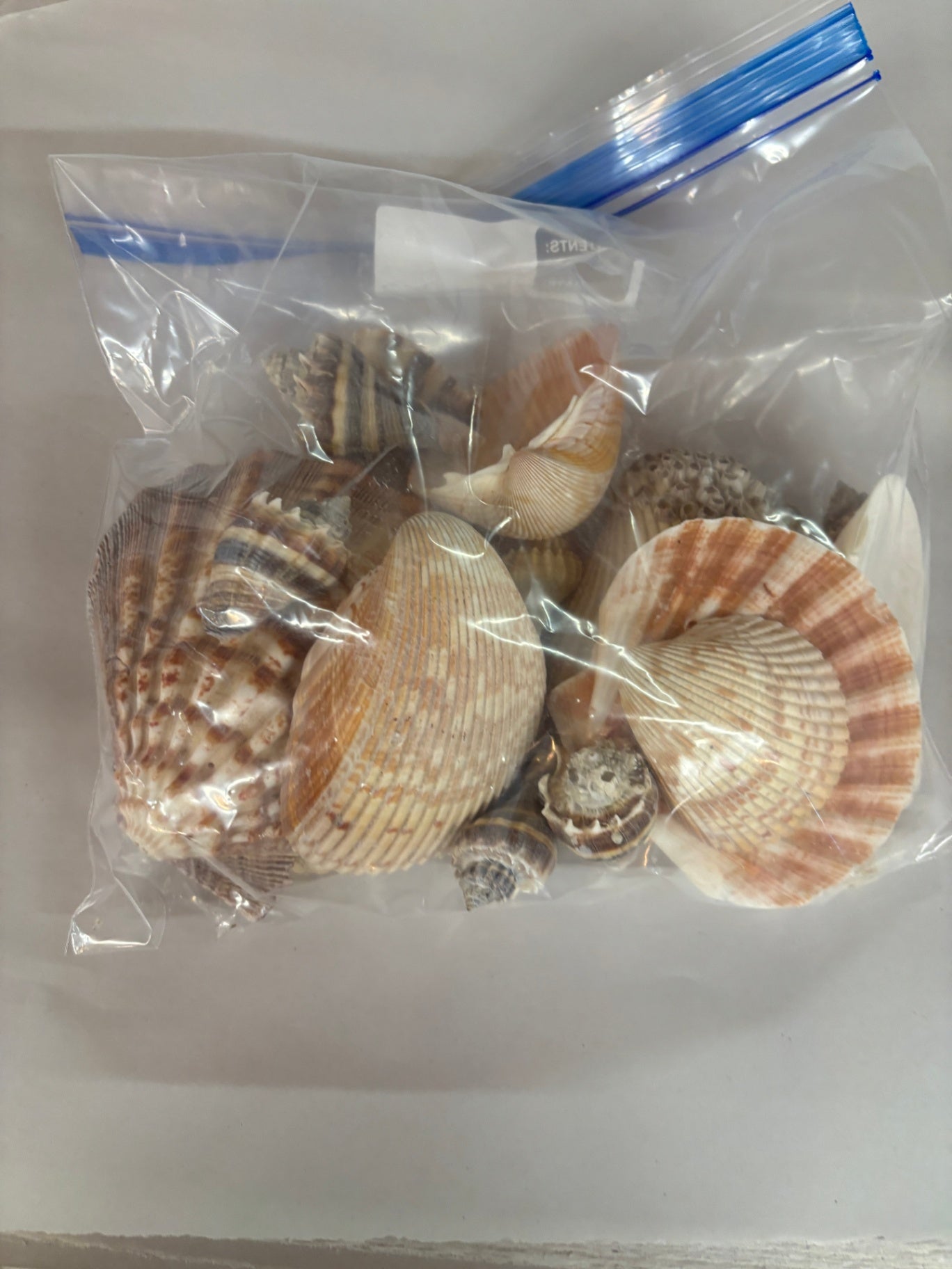 Assorted Shells