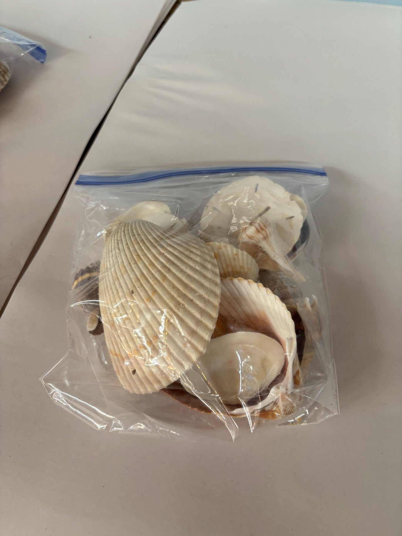 Assorted Shells