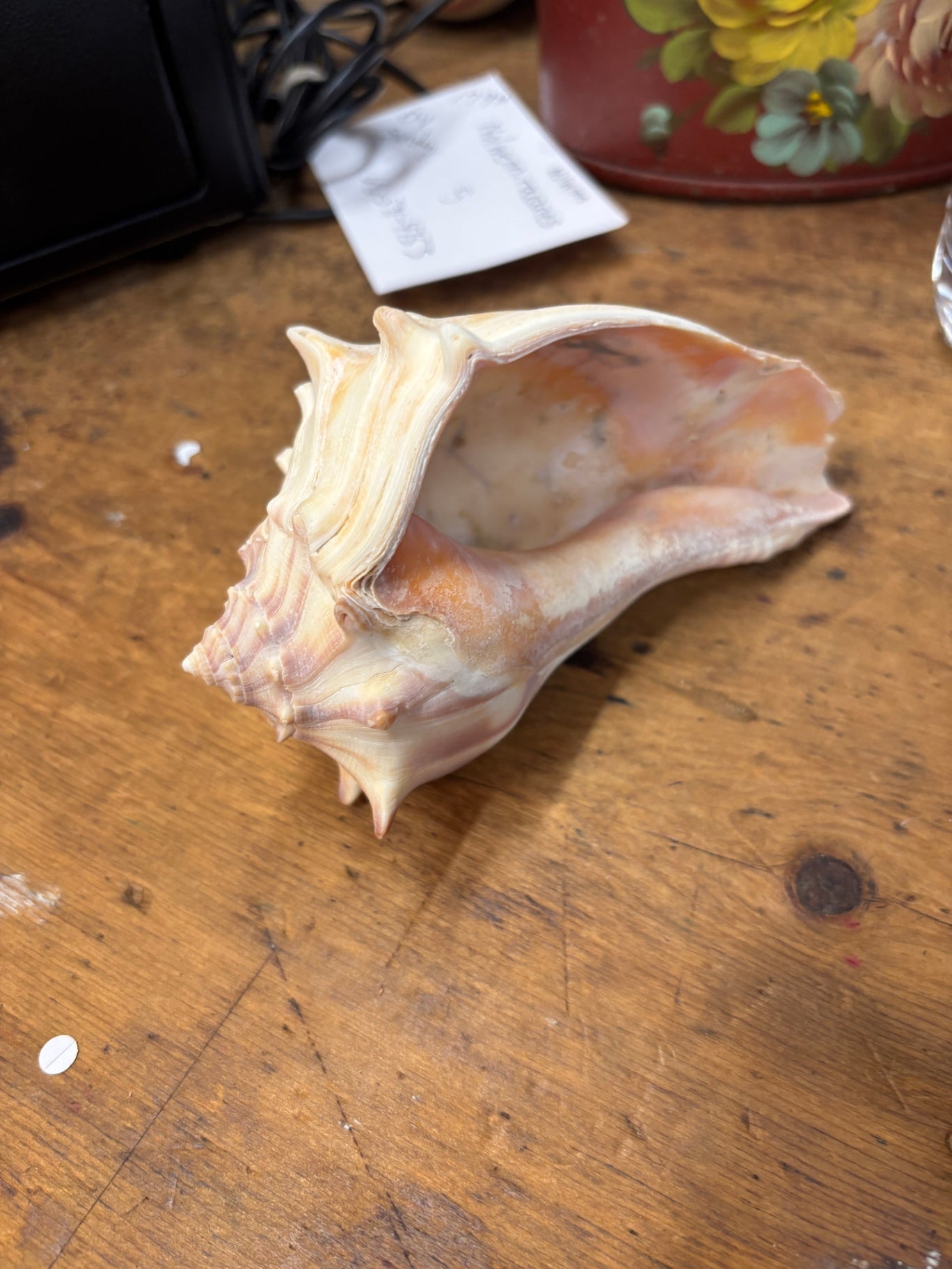 Large Shell