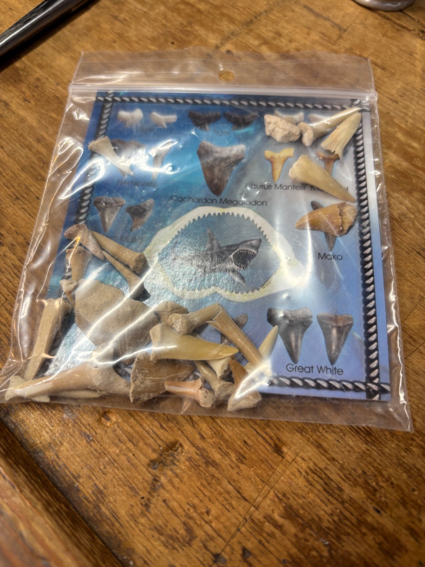 Shark Teeth