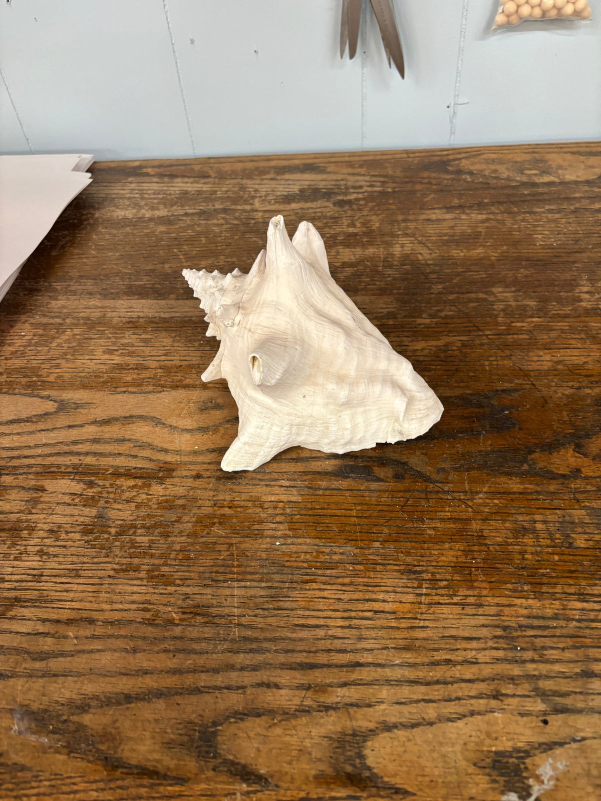 Large Shell