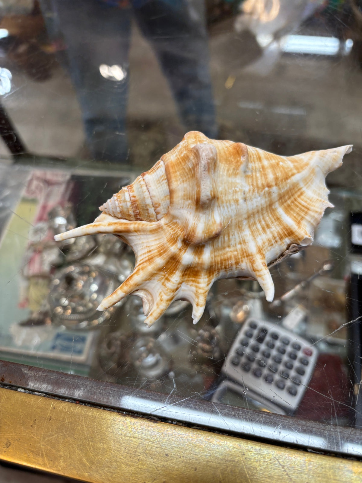 Spiney Shell