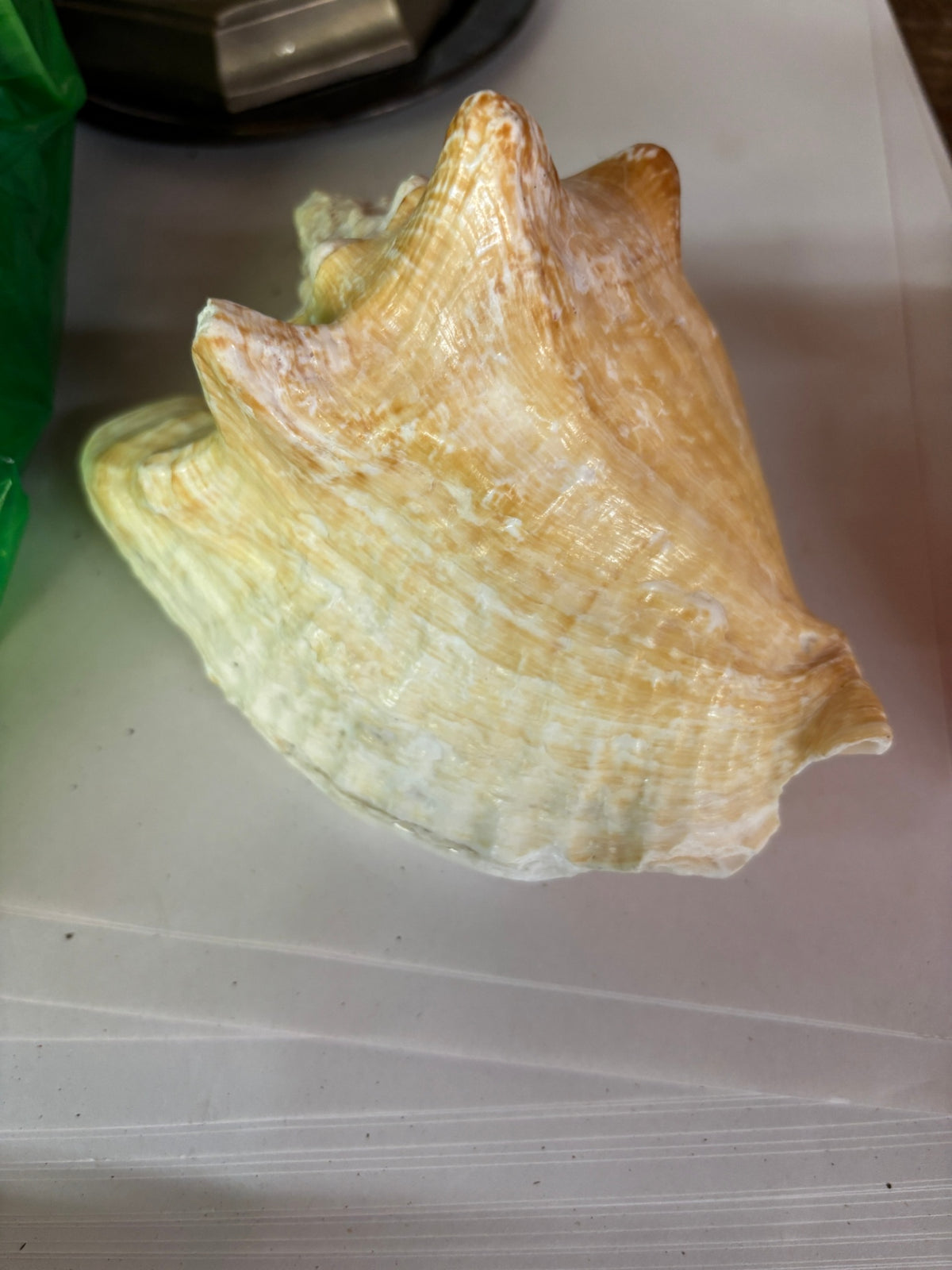Whelk Various Colors