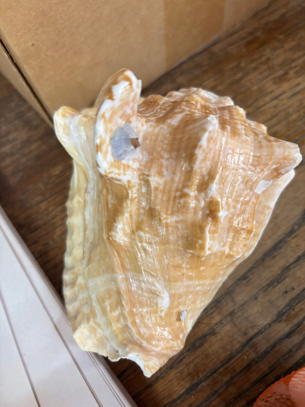 Whelk Various Colors