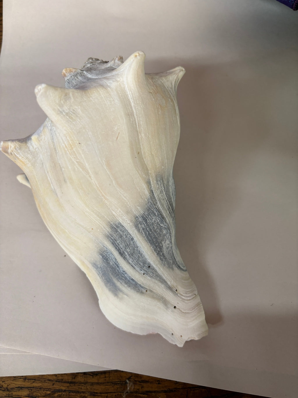 Whelk Various Colors