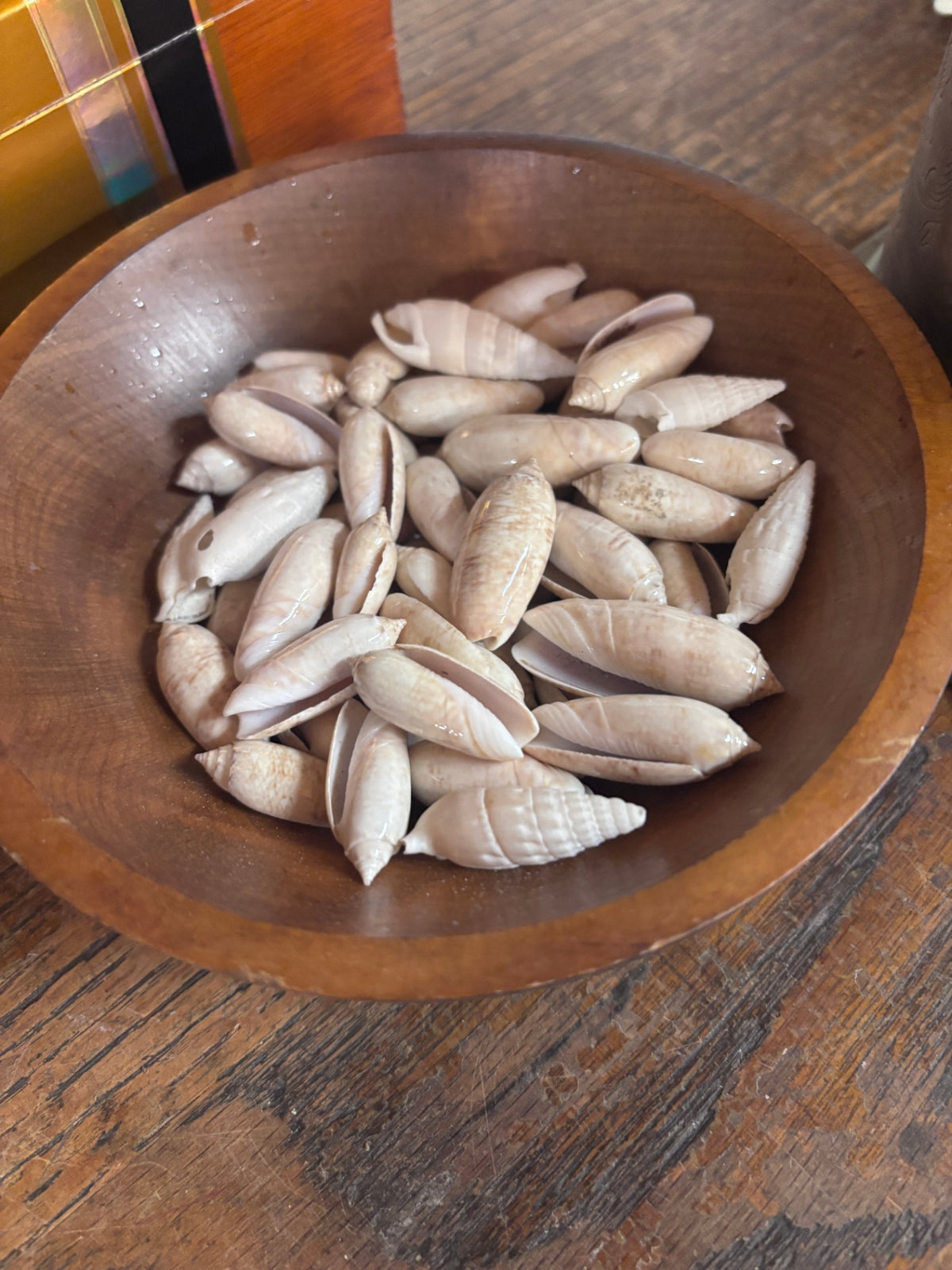 Various sixed Olive Shells