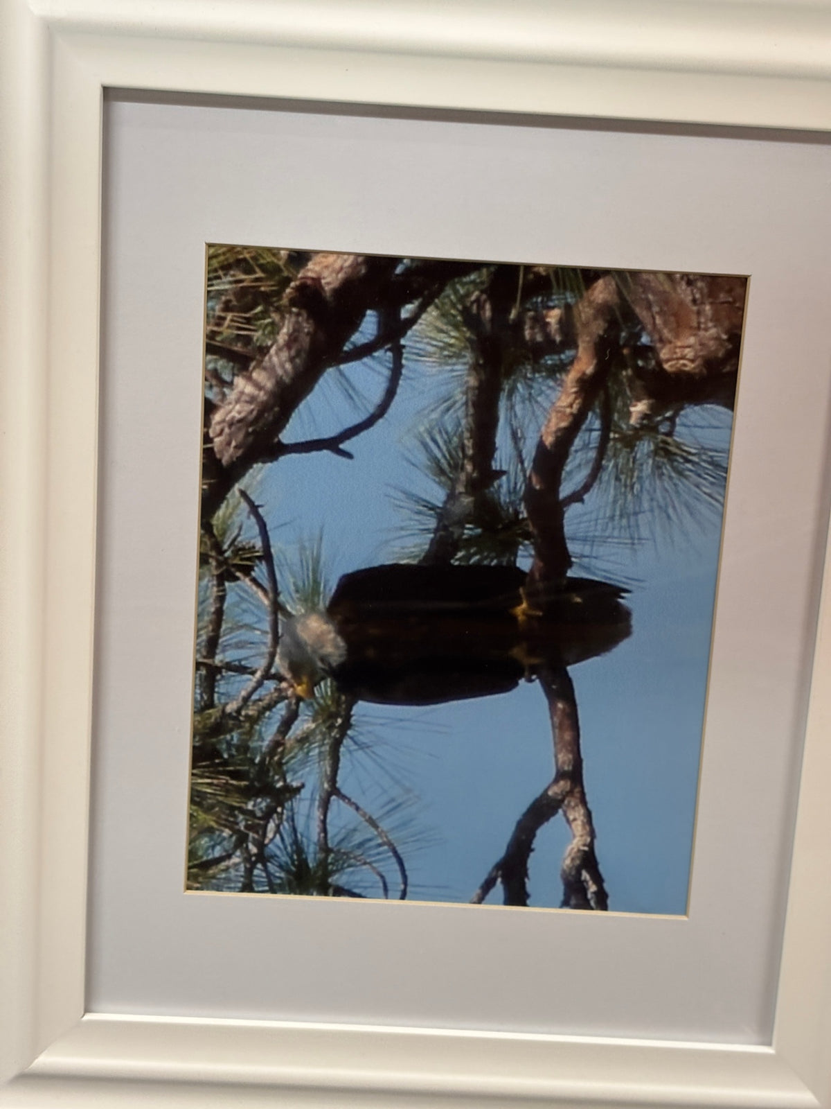 Framed Photo Of A Bald Eagle