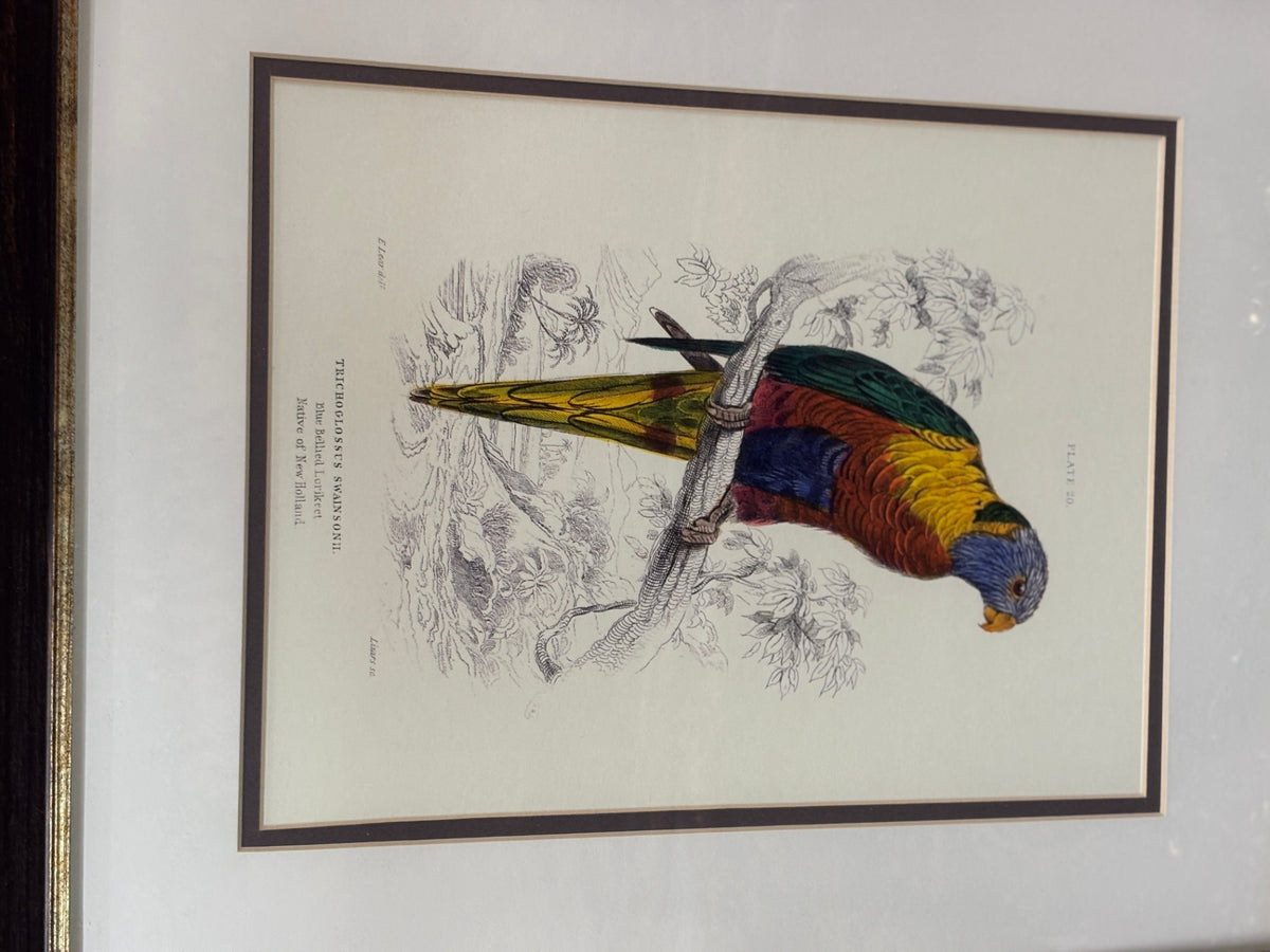 Antique Trichoglossus Swainsonii Rainbow Lorikeet Hand-Colored Natural History Bird Print