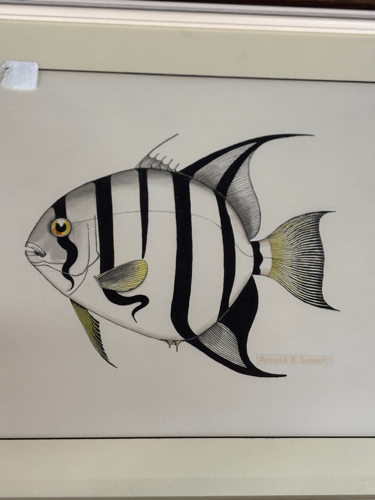 Vintage Arnold E. Schack Tropical Fish Illustration – Black & White Striped Angelfish – Framed Coastal Artwork