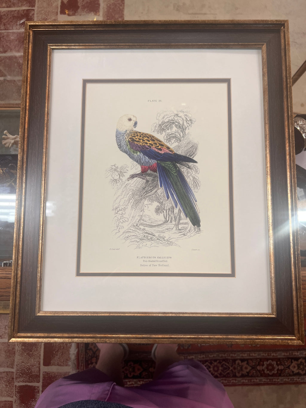 Vintage Framed Natural History Parrot Print – Pale-Headed Broad-Tail – Plate 26