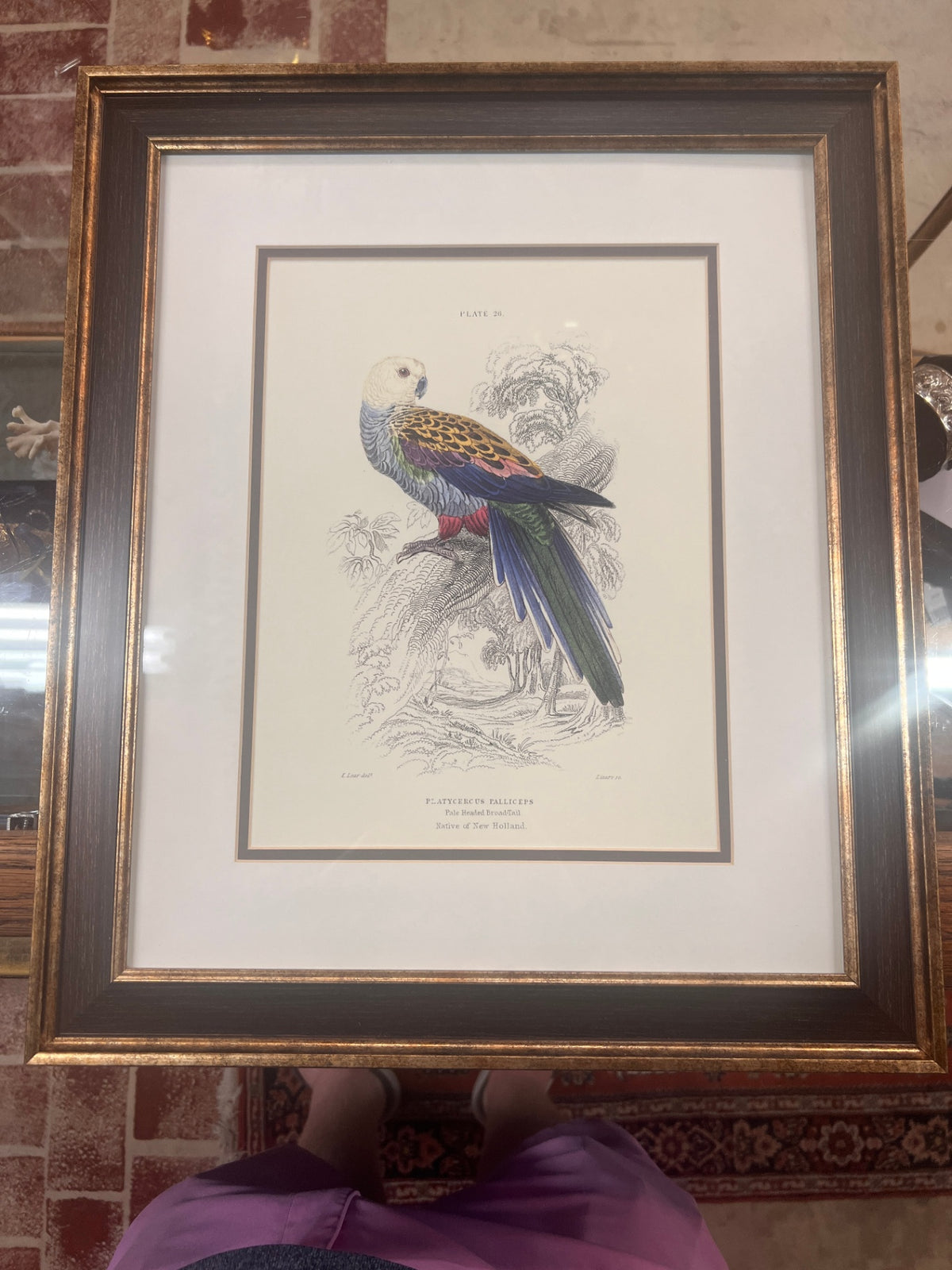 Vintage Framed Natural History Parrot Print – Pale-Headed Broad-Tail – Plate 26