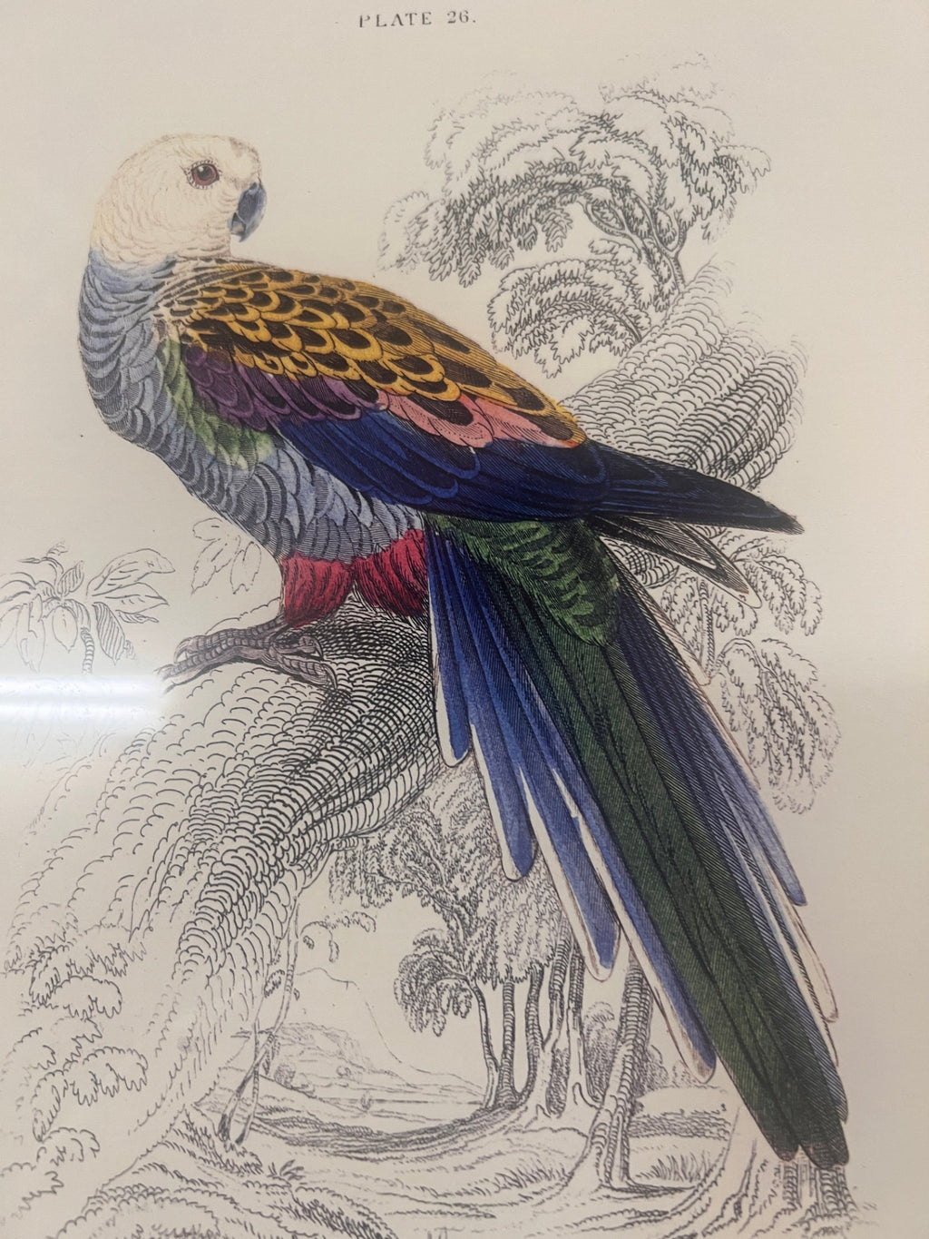 Vintage Framed Natural History Parrot Print – Pale-Headed Broad-Tail – Plate 26