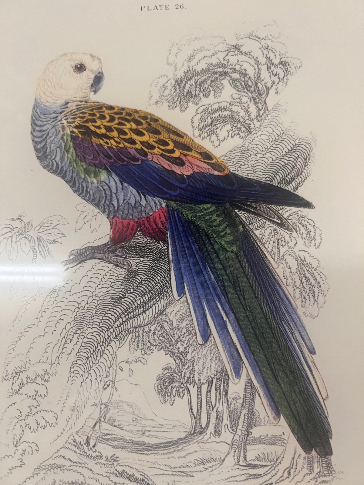 Vintage Framed Natural History Parrot Print – Pale-Headed Broad-Tail – Plate 26
