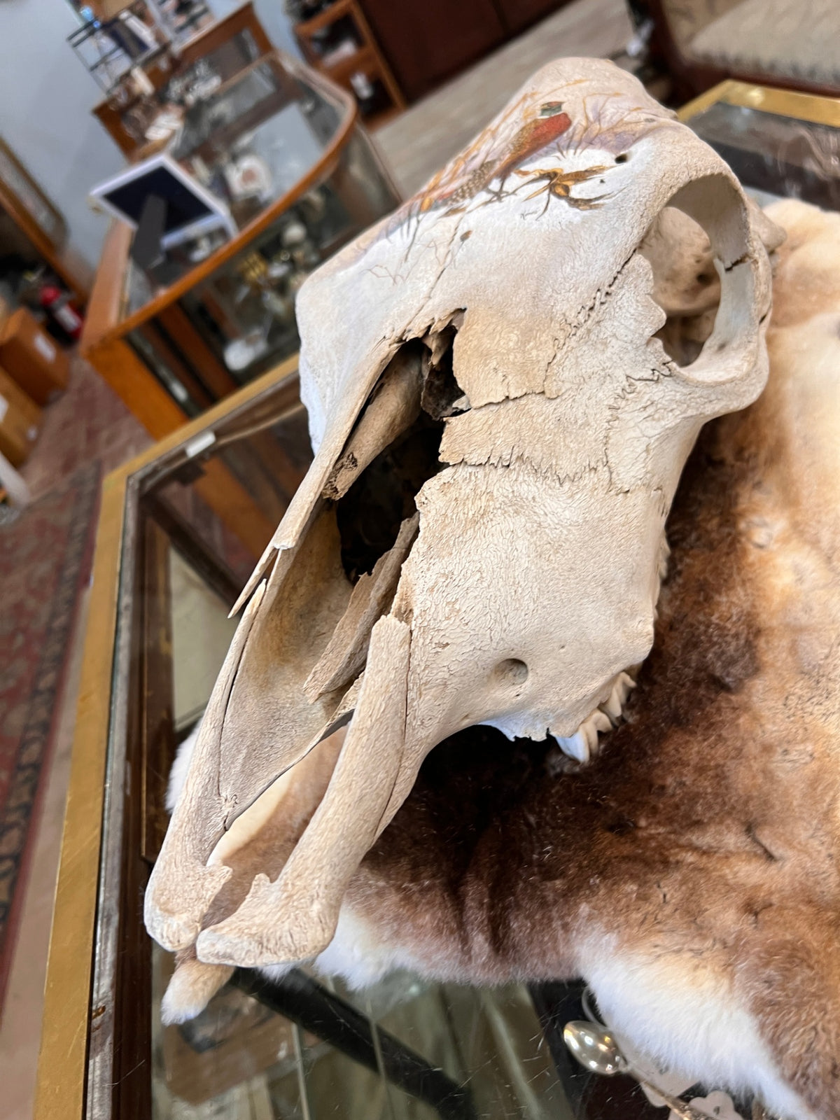 Original Signed Hand-Painted Horse Skull with Ring-Necked Pheasant Wildlife Art