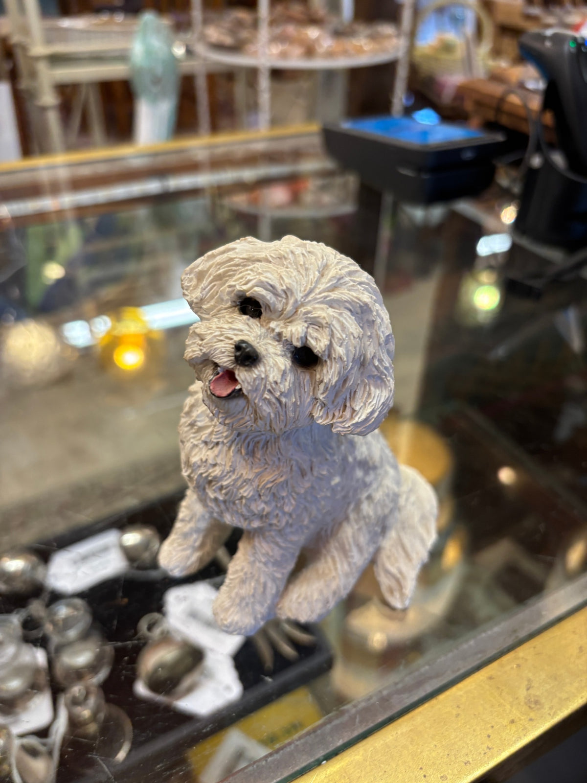 Sandicast Bichon Frise