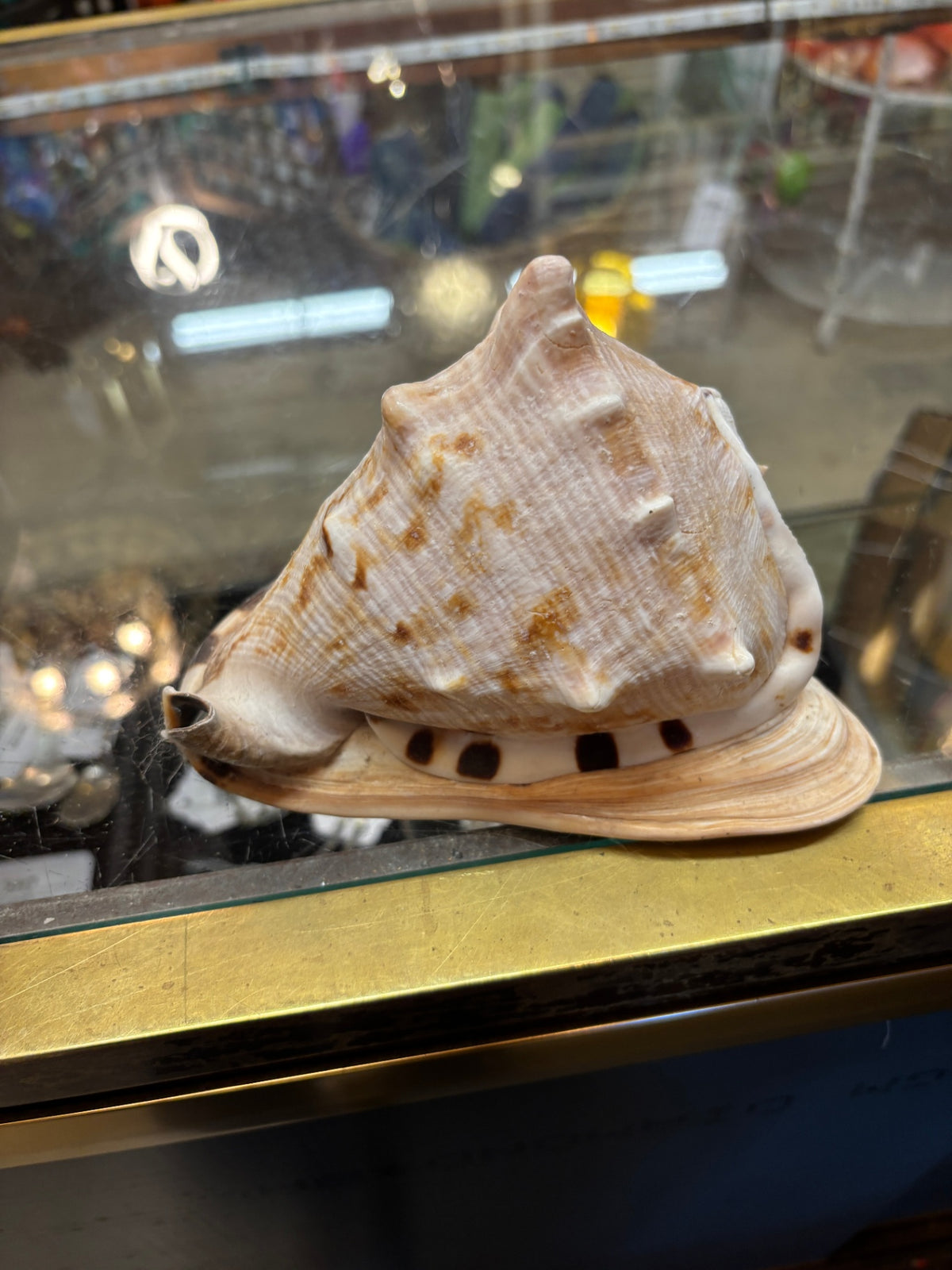 Conch Shell