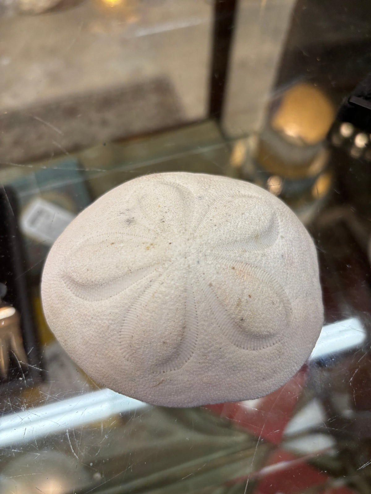 Sea Biscuit Fossil 