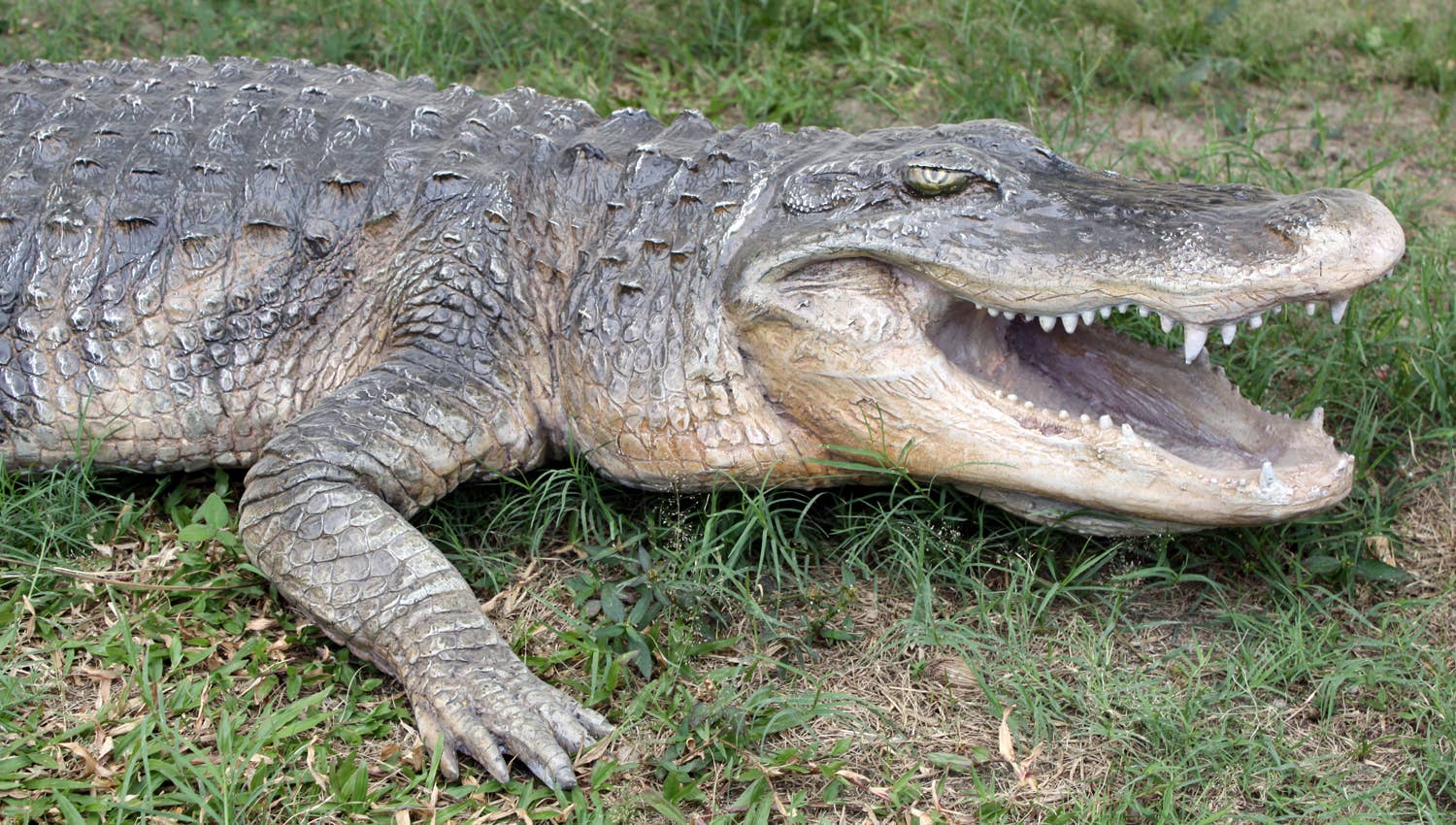 8 ft. American Alligator  95"l X 34"w X10"h