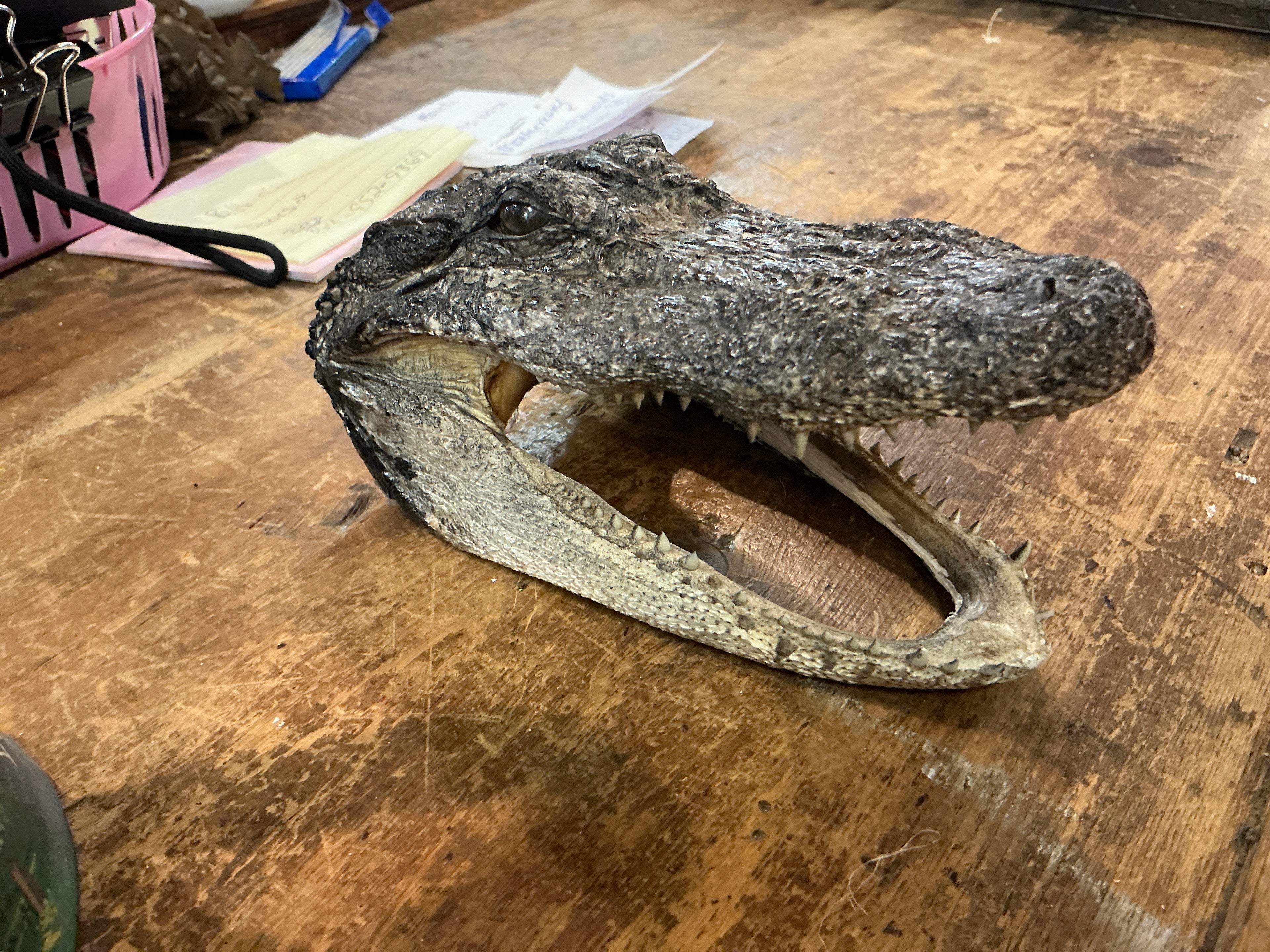 Aligator Head