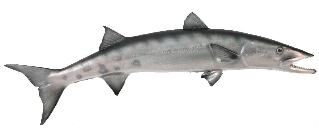 Barracuda 51.75"lx5.75"wx14.75"h