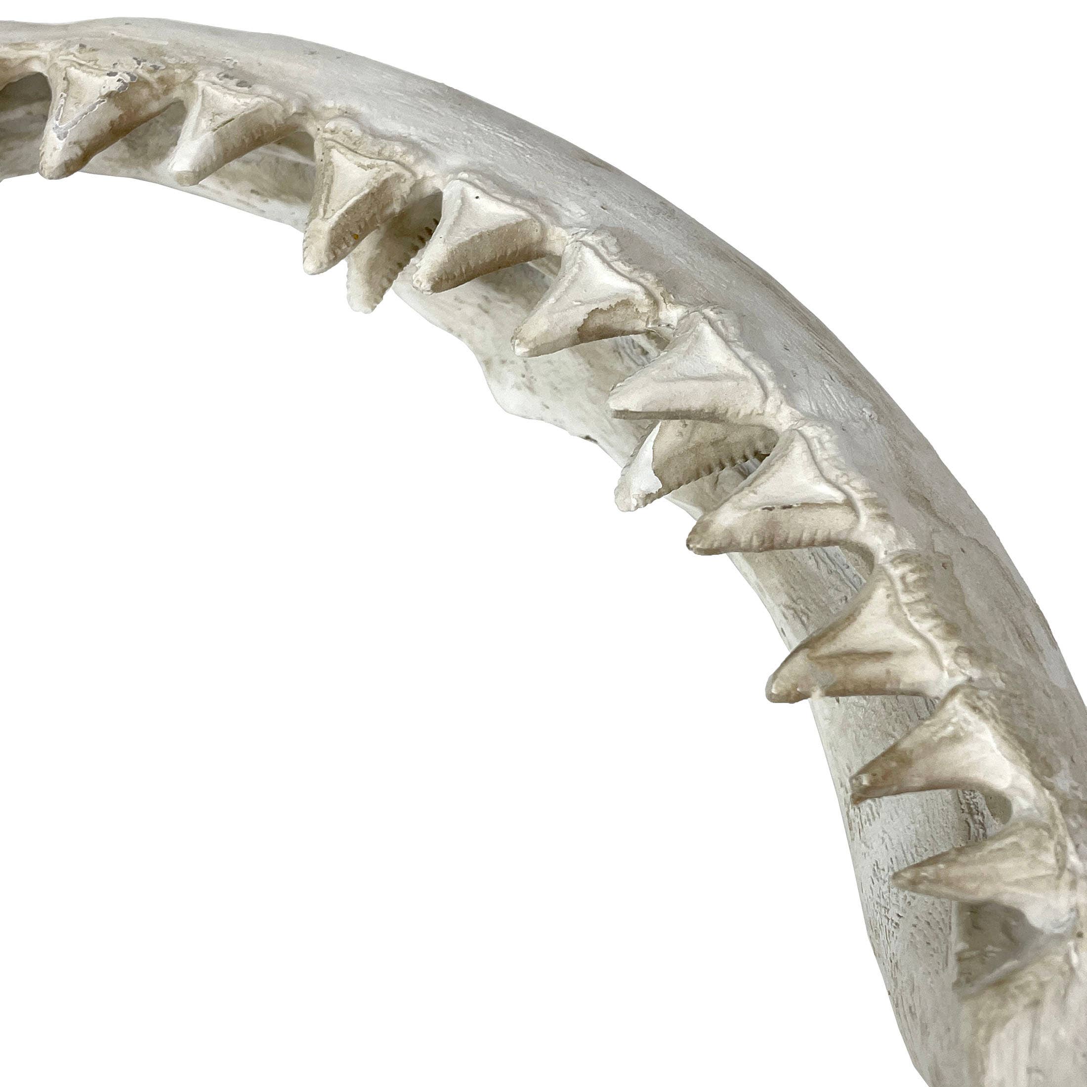Replica Shark Jaw Wall Sculpture – Realistic Resin Shark Jaw