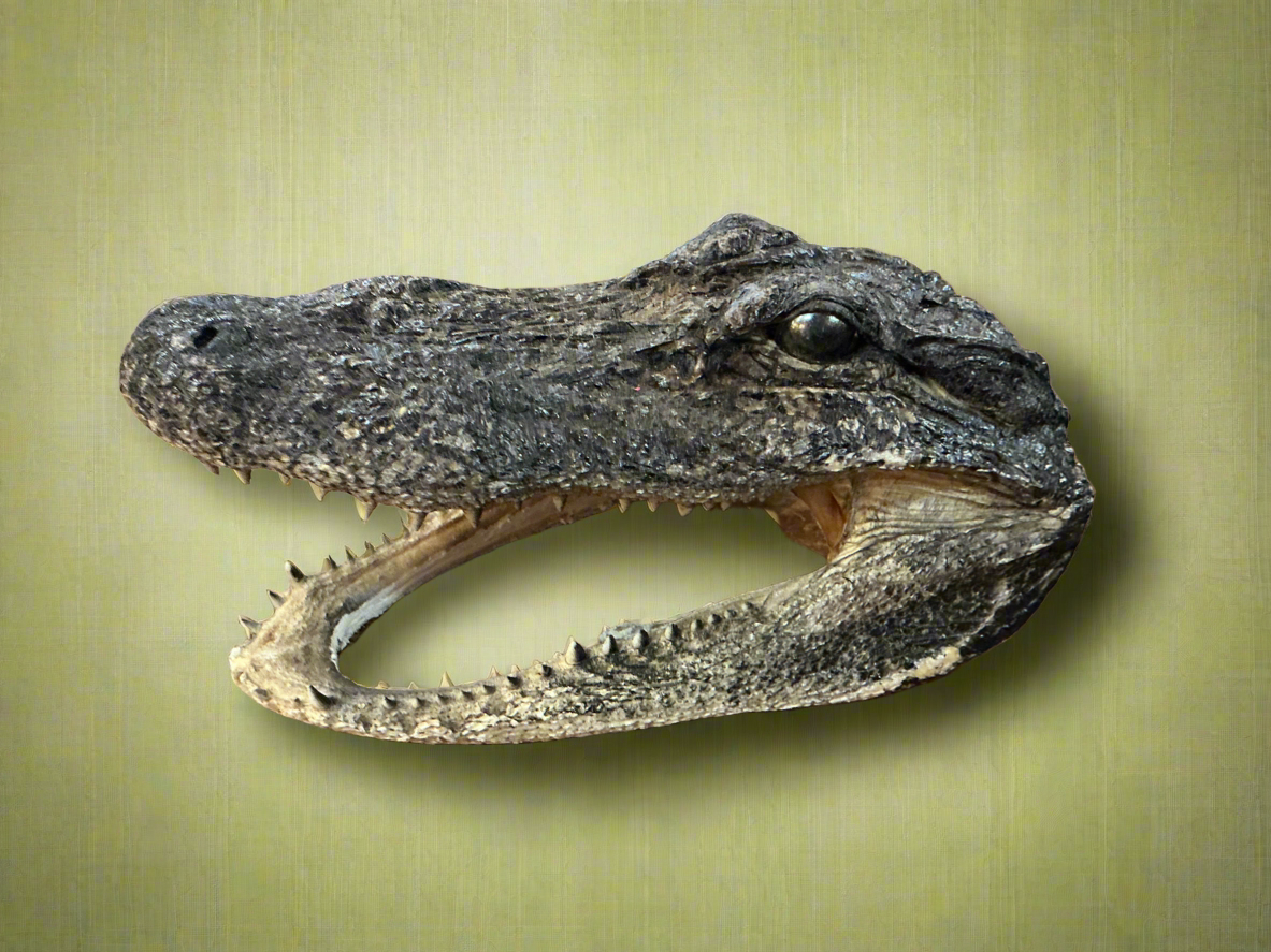 Aligator Head