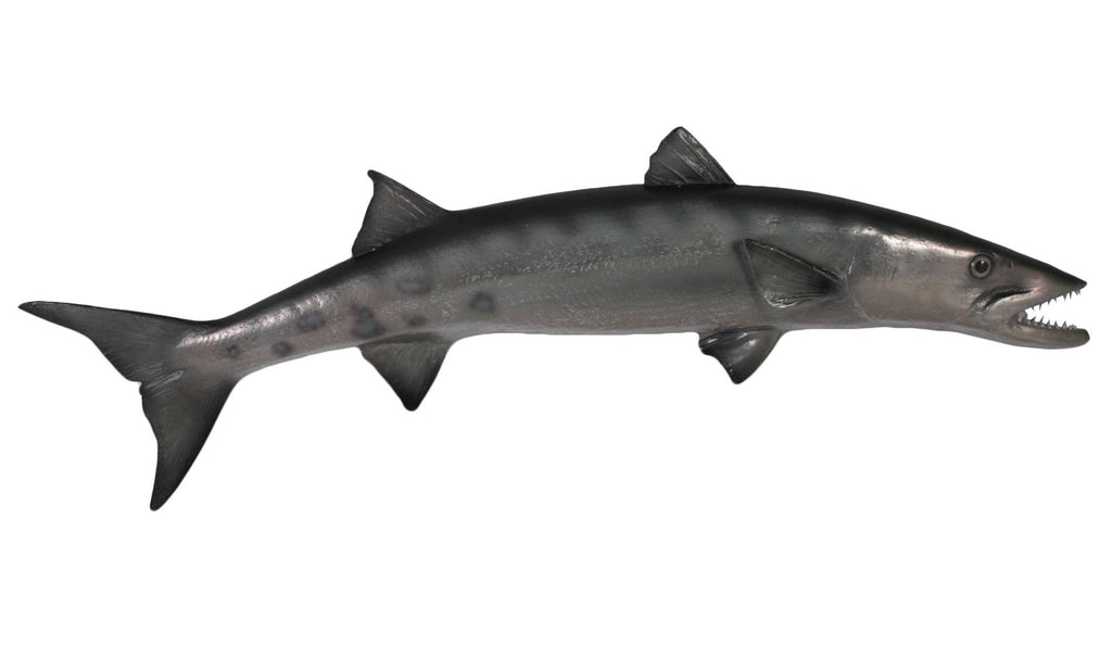 Barracuda 51.75"lx5.75"wx14.75"h