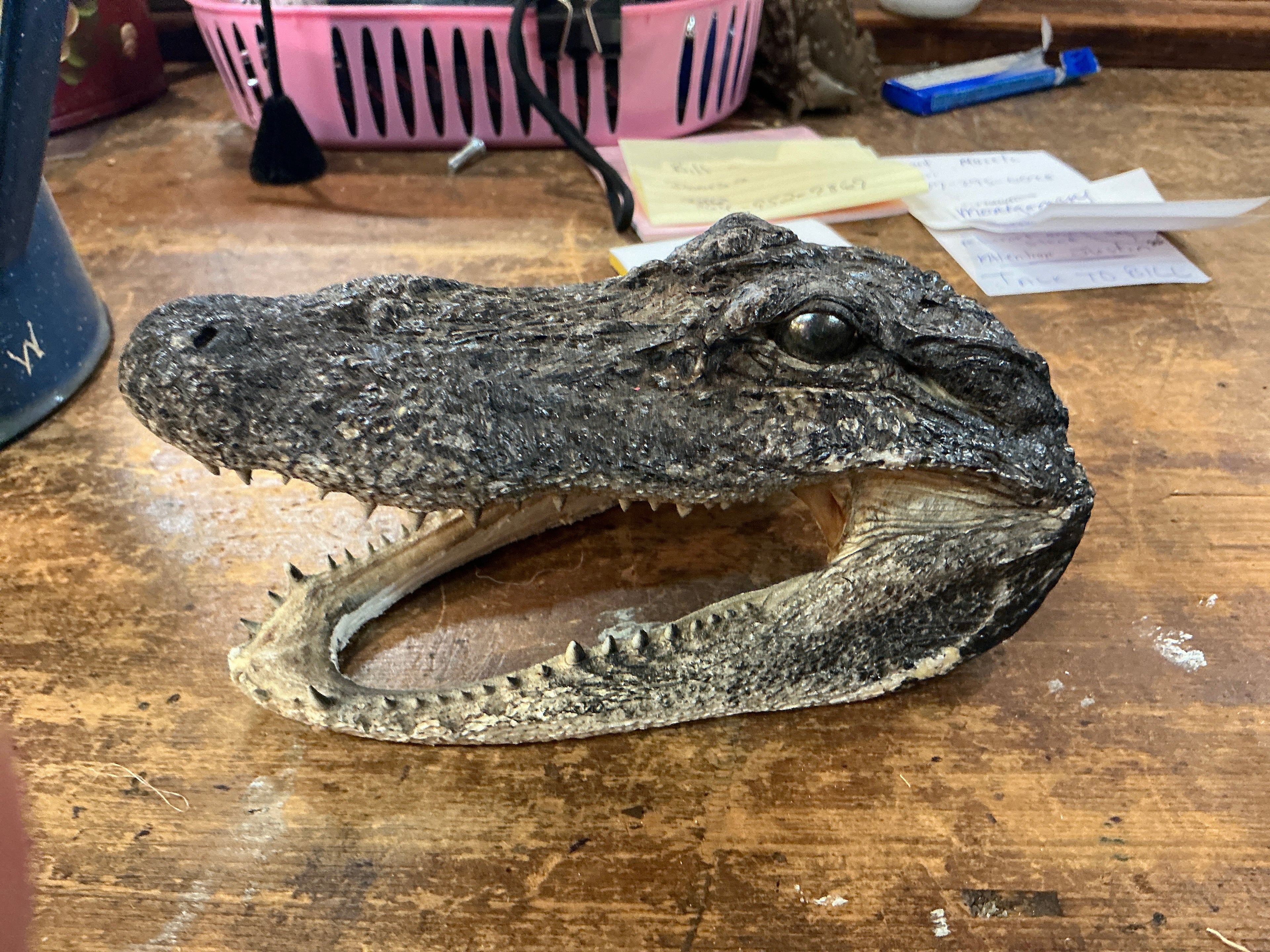 Aligator Head