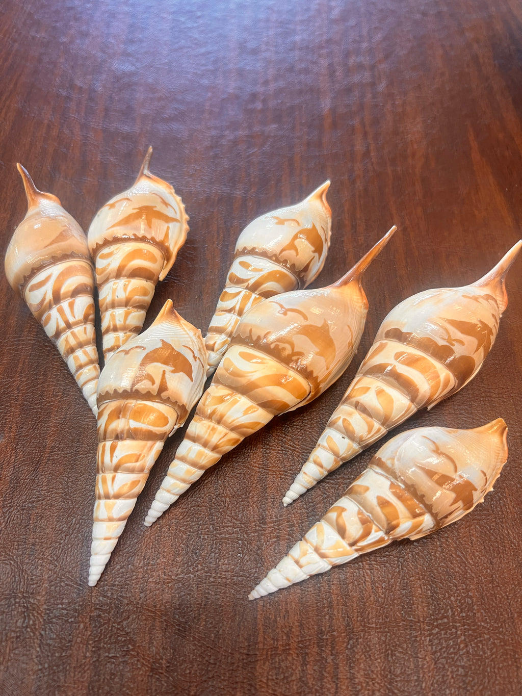 Engraved Shells