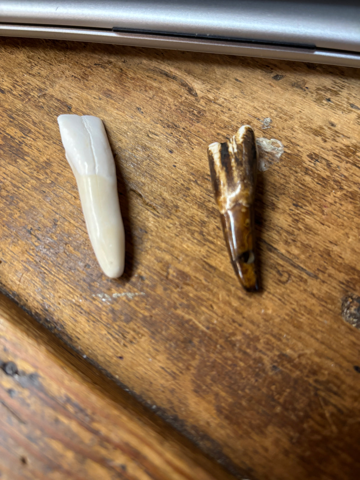 Buffalo Teeth