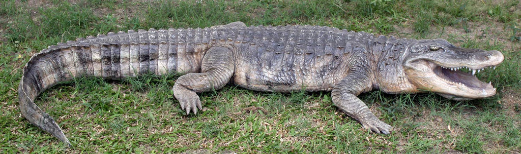 8 ft. American Alligator  95"l X 34"w X10"h