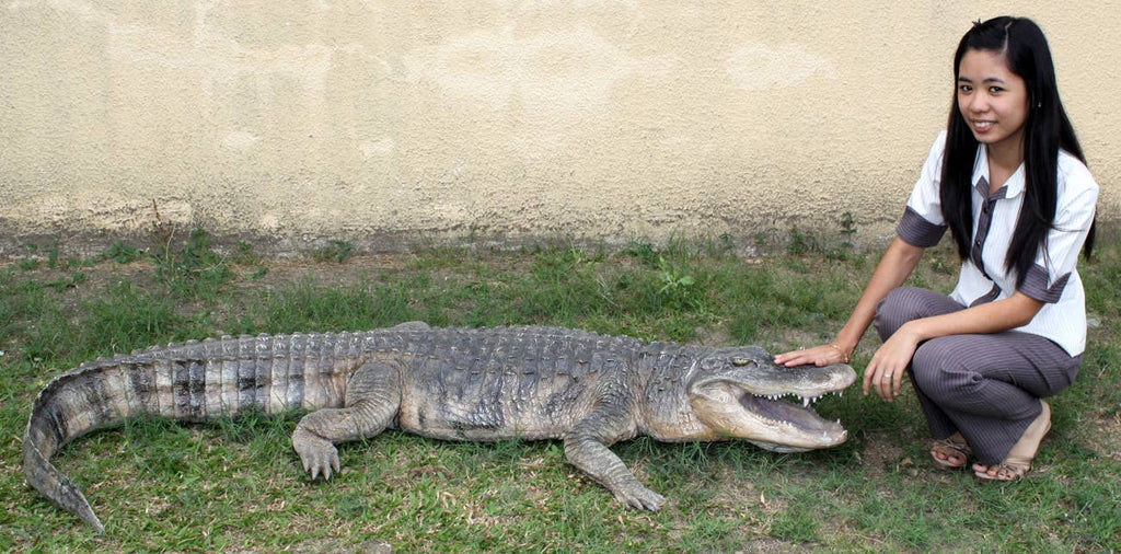 8 ft. American Alligator  95"l X 34"w X10"h