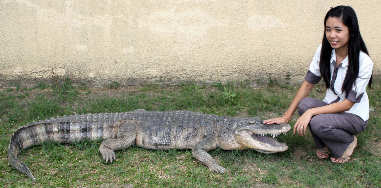 8 ft. American Alligator  95"l X 34"w X10"h