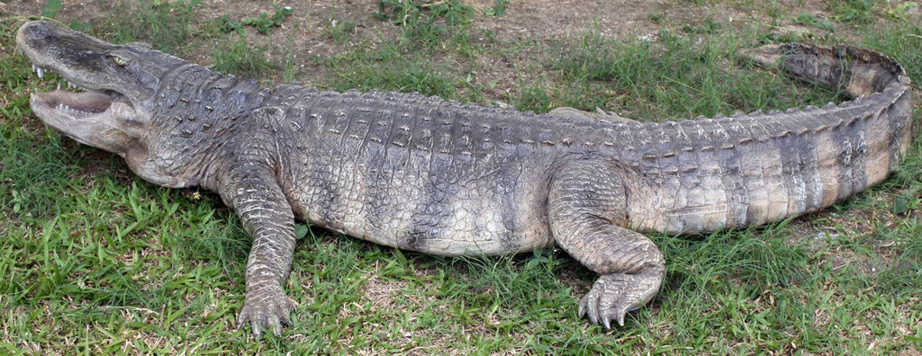 8 ft. American Alligator  95"l X 34"w X10"h